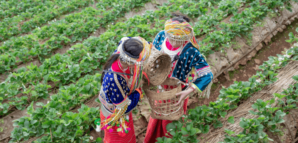 Local Farmers